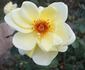 Isobel Harkness rose photo