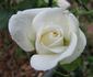 Bridal White ™ (floribunda, Warriner rose photo