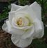 Bridal White ™ (floribunda, Warriner rose photo