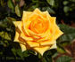 Golden Gate ® rose photo