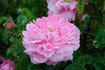 Baronne Nathaniel de Rothschild rose photo