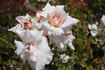 Lemon Ophelia rose photo