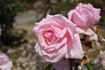 Mrs. Fred Searl rose photo