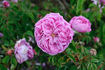 Perle von Weissenstein rose photo
