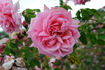 Pink Princess rose photo