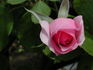Quinceanera rose photo