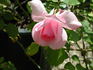 Quinceanera rose photo