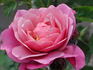 Royal Lavender rose photo