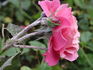 Royal Lavender rose photo