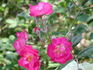 Verdi rose photo