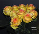 Ambiance rose photo
