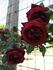 Roundelay, Cl. rose photo