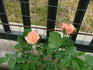 Bellavista ® rose photo