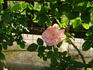 Bellavista ® rose photo