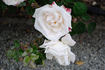 Weisse New Dawn rose photo