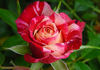 Patriot Kordana rose photo