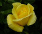 Golden Shot rose photo