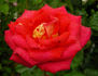 Canadian Sunset rose photo