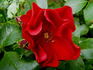 Red Mirato rose photo