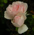 Twins rose photo