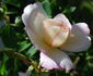 Blushing Beauty rose photo