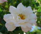 Blushing Beauty rose photo