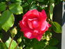 Pretty Pink ® rose photo