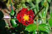 Fuzzy Wuzzy Red rose photo