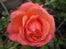 Grand Duc Henri rose photo