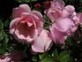 Encore rose photo