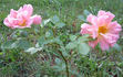 Andenken an J. Diering rose photo