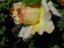 Edith Schurr rose photo