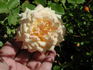 Edith Schurr rose photo