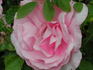 Quinceanera rose photo