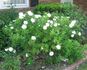 White Alzbeta Kuska rose photo