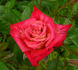 In Memory rose photo