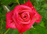 In Memory rose photo