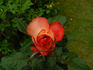 Cherry Freelander rose photo