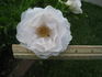 White Alzbeta Kuska rose photo