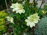 C. 'Moonlight' clematis photo