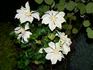 Moonlight clematis photo