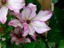 Omoshiro clematis photo