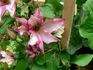 Omoshiro clematis photo