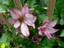 Omoshiro clematis photo