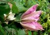 Omoshiro clematis photo