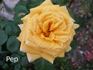 Renaissance de Fléchères ® rose photo