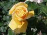 Renaissance de Fléchères ® rose photo