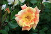Gypsy Dancer rose photo
