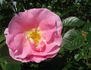 Pink Robusta ® rose photo