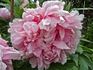 Jacqueline Farvacques peony photo
